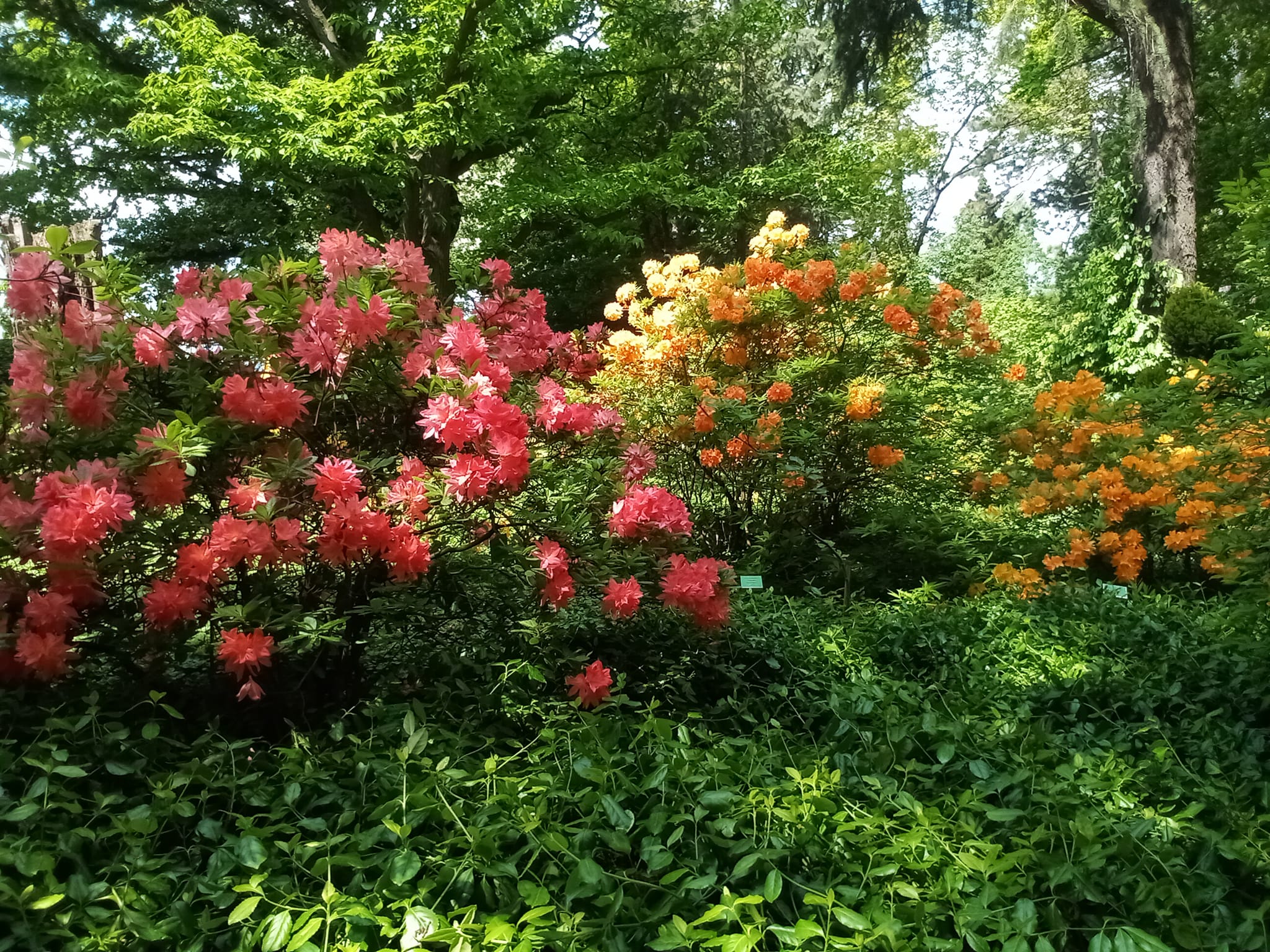 Ogród w Wojsławicach, na zdjęciu trzy kwitnące rododendrony.